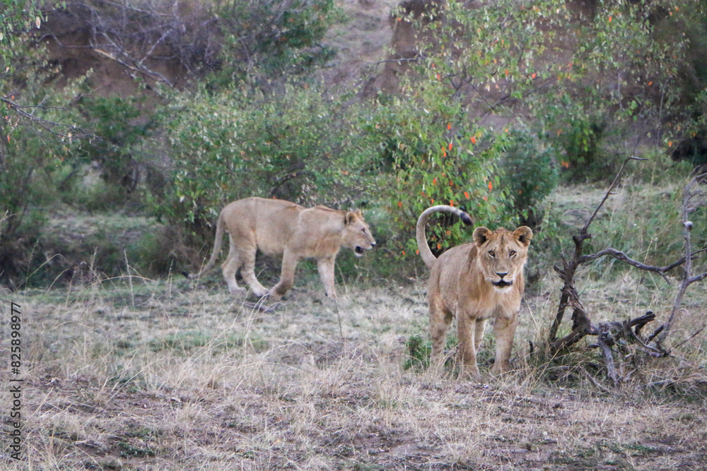 lion cub in the grass lion cub in the grass