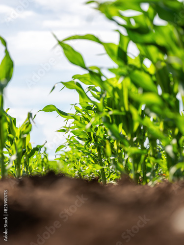 Low angle view of a vibrant corn field showcasing lush green agriculture on a farm