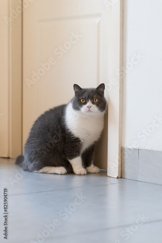 British shorthair cat sitting in doorway