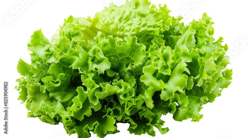 A single head of green lettuce is displayed on a plain white background, showcasing its vibrant color and crisp texture