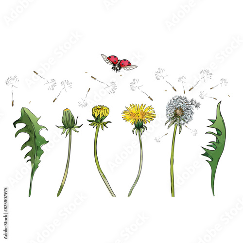 Ladybug on dandelion hand drawing illustration  (ID: 825907975)