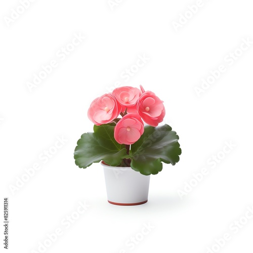 Close-up of a beautiful pink flower in a white pot, isolated on a white background. Ideal for decoration, gardening, and nature themes.