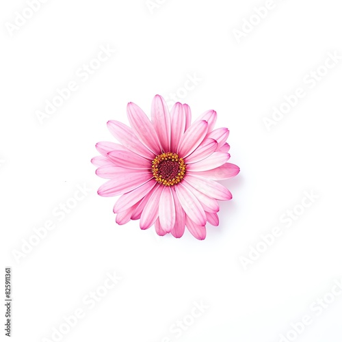 A vibrant pink daisy isolated on a clean white background  showcasing elegance and natural beauty in full bloom.