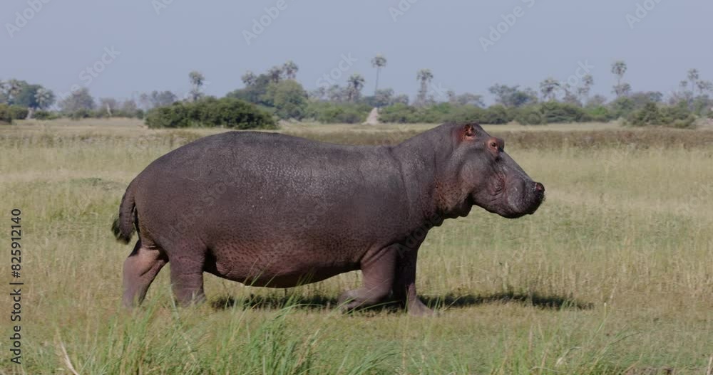 Close-up. Hippopotamus walking along the edge of a riverbank in the Okavango Delta. Close-up. Hippopotamus walking along the edge of a riverbank in the Okavango Delta.