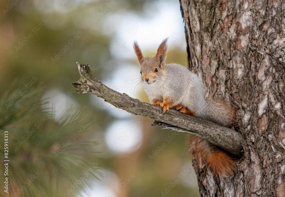 Squirrel on a tree in the forest. Forest landscape in winter. Squirrel on a tree in the forest. Forest landscape in winter.