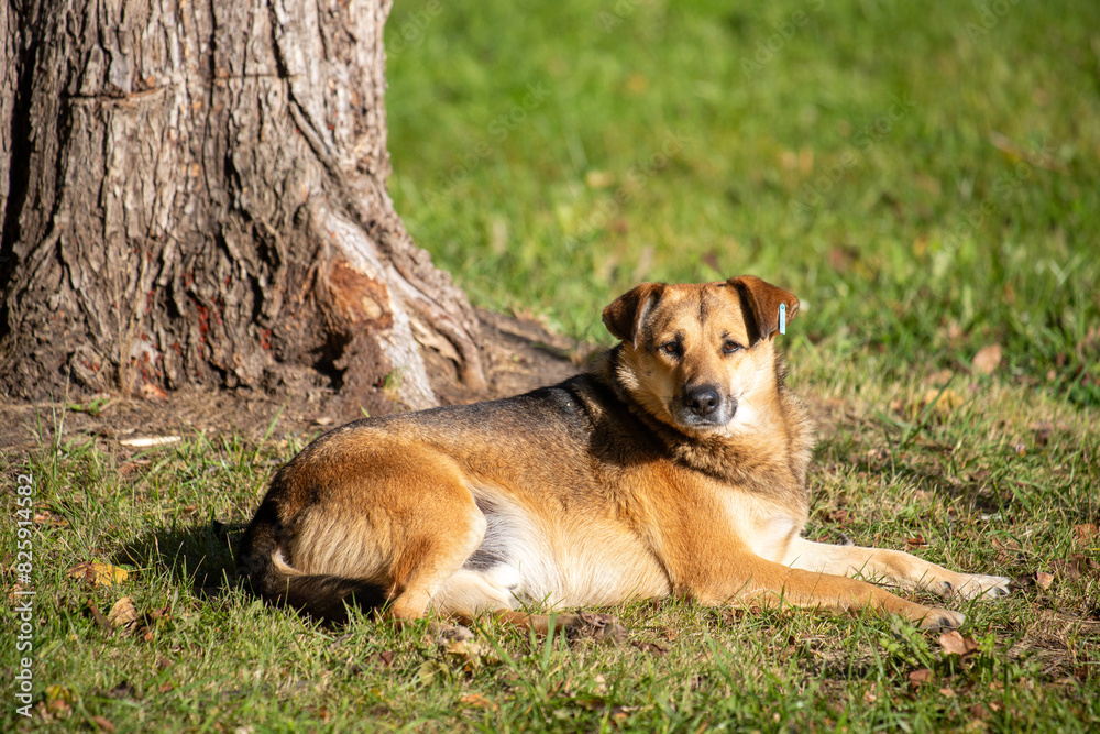 The dog lies on the grass, autumn park. The dog lies on the grass, autumn park.