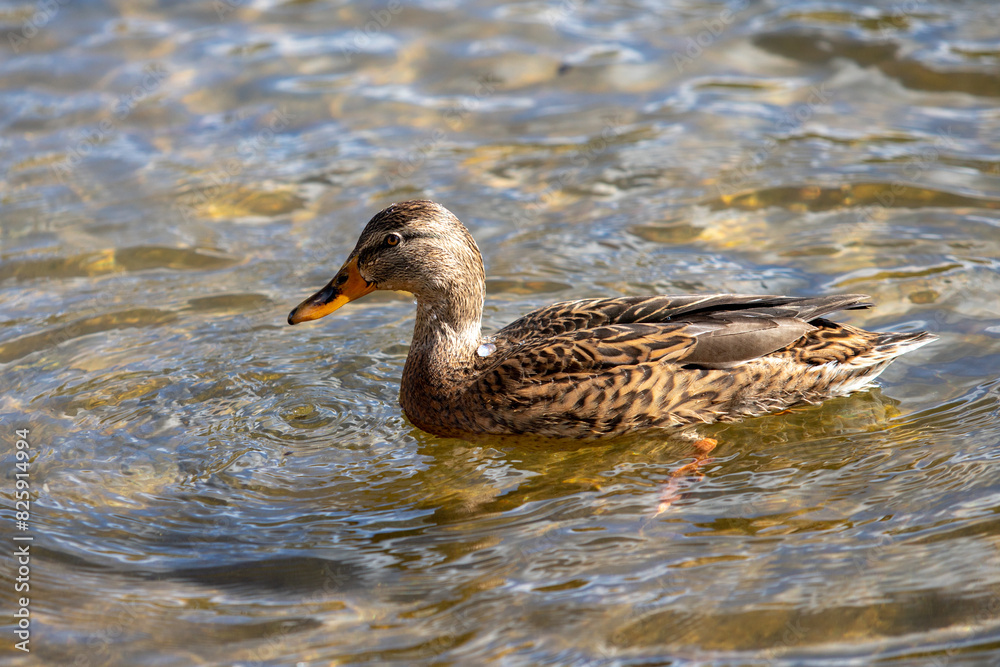 Wild ducks swim in the river, spring nature. Wild ducks swim in the river, spring nature.