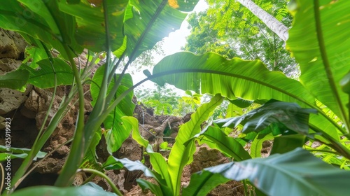 Lush green tropical foliage with sunlight filtering through, showcasing vibrant plant life in a natural jungle setting.