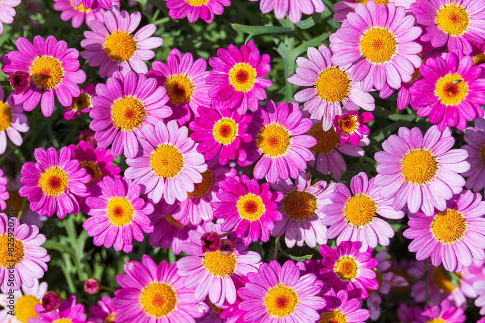 Marguerite with purple petals filled the flower bed. warm sunshine - marguerite daisy, Paris daisy, Argyranthemum frutescens Marguerite with purple petals filled the flower bed. warm sunshine - marguerite daisy, Paris daisy, Argyranthemum frutescens