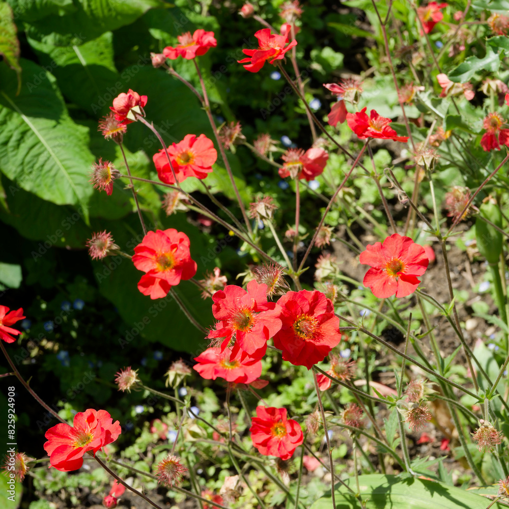 Geum coccineum | A tuft of dwarf red avens flowers on thin stems with basal erect and pinnate leaves, kidney-shaped terminal leaflets and deeply toothed stem leaves
