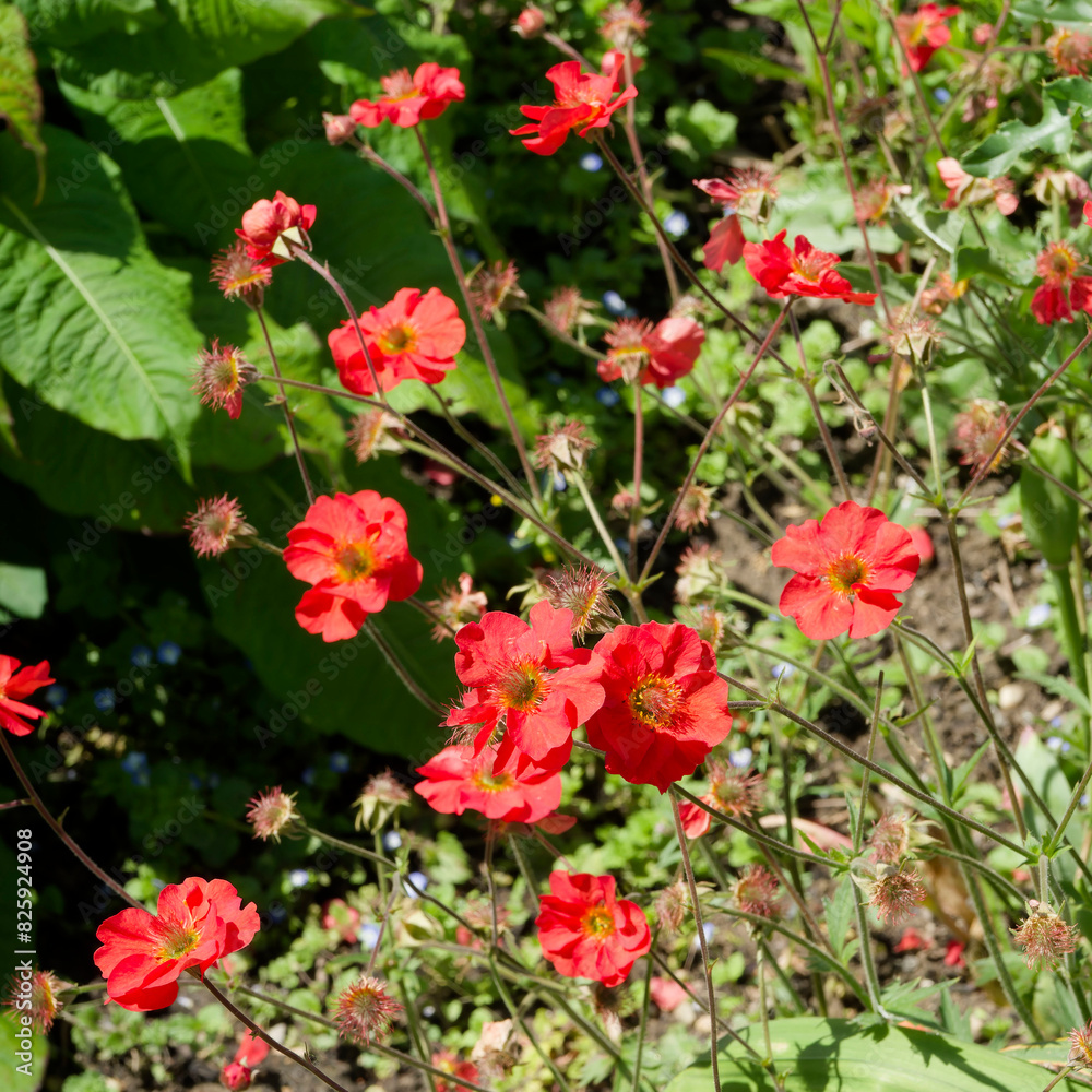 Geum coccineum | A tuft of dwarf red avens flowers on thin stems with basal erect and pinnate leaves, kidney-shaped terminal leaflets and deeply toothed stem leaves Geum coccineum | A tuft of dwarf red avens flowers on thin stems with basal erect and pinnate leaves, kidney-shaped terminal leaflets and deeply toothed stem leaves