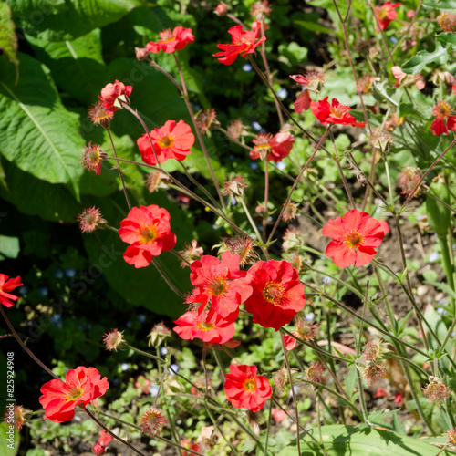 Geum coccineum | A tuft of dwarf red avens flowers on thin stems with basal erect and pinnate leaves, kidney-shaped terminal leaflets and deeply toothed stem leaves