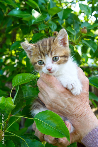 A small kitten in her hands. A kitten looks at the camera against the background of green foliage.