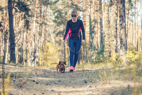 red dachshund runing with his owner in a in a pine forest. morning run with the dog in the fresh air