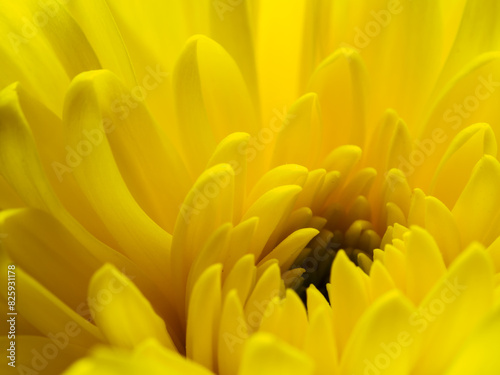 Yellow flower  petals close-up