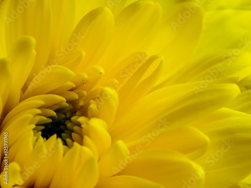 Yellow flower, petals close-up