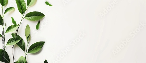 Minimalistic arrangement of green leaves on a white background, perfect for natural, fresh, and eco-friendly themed projects. photo