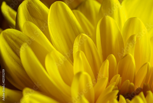 Yellow flower, petals close-up