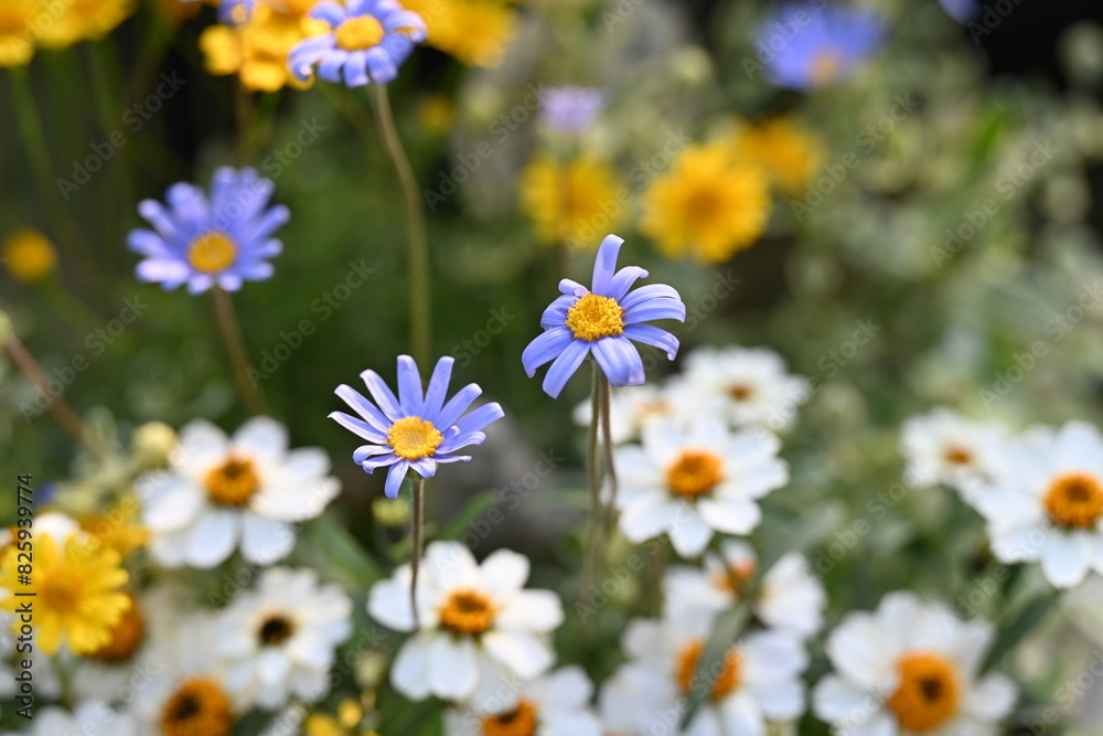 Fototapeta premium 寄せ植えされたカラフルな小花たち