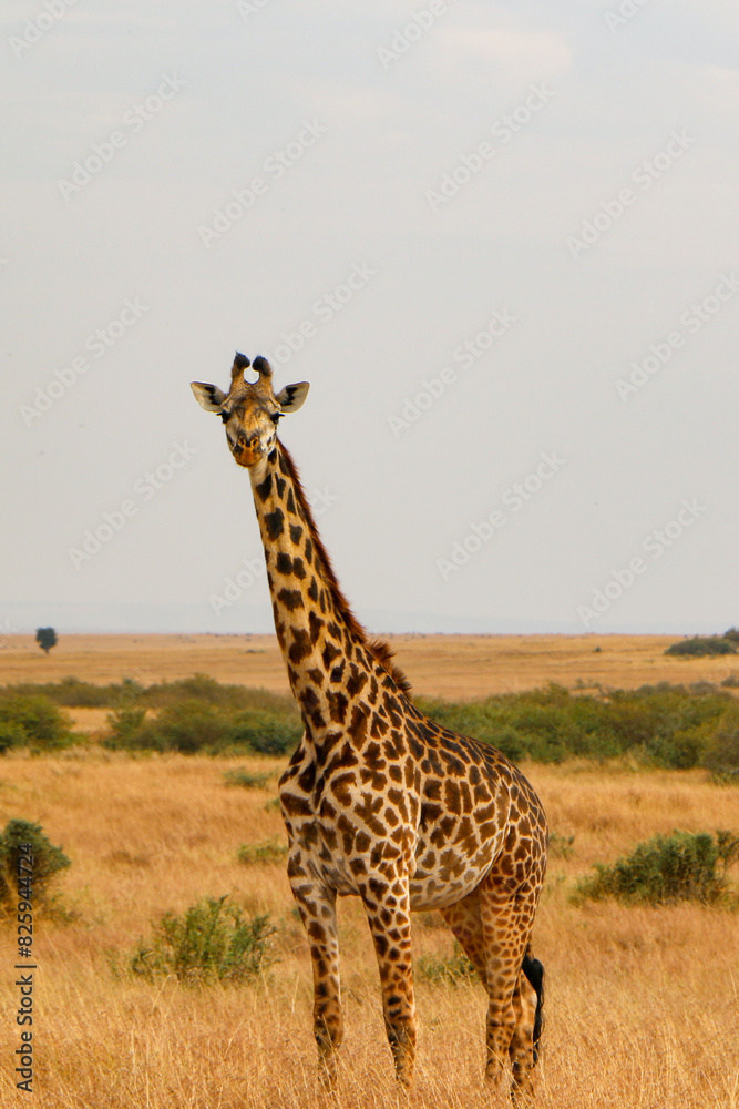 Obraz premium giraffe walking in the savannah