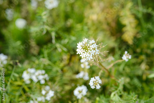 Lysimachia Candida lindi