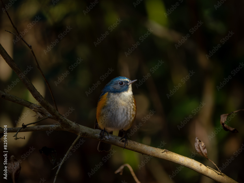 Fototapeta premium 森の中の木陰で枝に留まっているルリビタキの雄