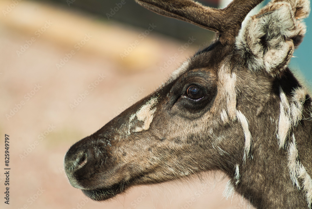 Fototapeta premium Close Up of Reindeers Head With Blurry Background