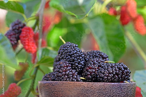 Freshly picked black mulberry in a bowl.