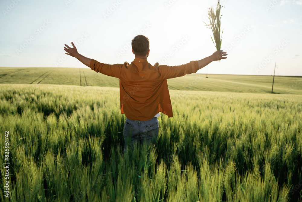 Rear view, freedom. Wheat in hand. Close up view of man that is on the agricultural field at daytime Rear view, freedom. Wheat in hand. Close up view of man that is on the agricultural field at daytime