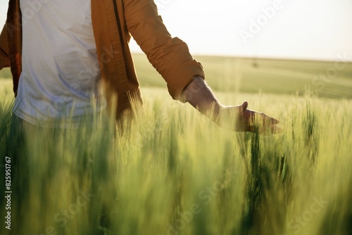 Touching the wheat that is growing. Close up view of man that is on the agricultural field at daytime photo