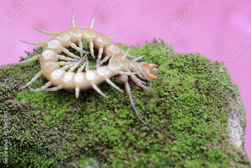 A centipede carcass on a moss-covered rock.This multi-legged animal has the scientific name Scolopendra morsitans.