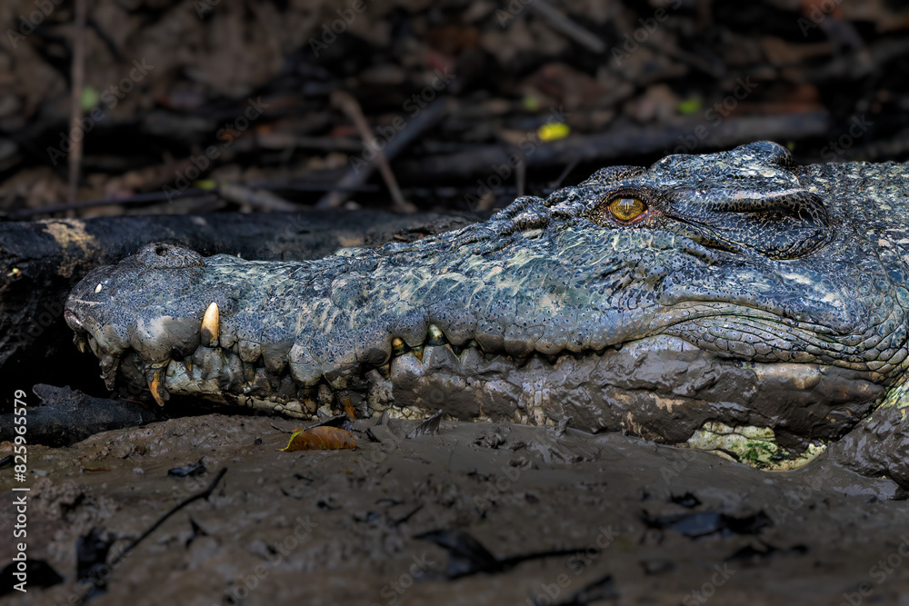 Obraz premium Salt-water Crocodile - Crocodylus porosus, large dangerous crocodile from Australian and Asian salt and fresh waters, Kinabatangan river, Borneo, Malaysia.