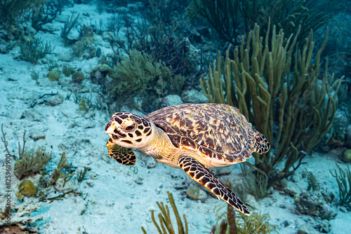 Sea turtle swimming over coral reef