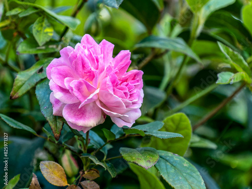 A bright pink rose flower closeup in a natural green garden background.
