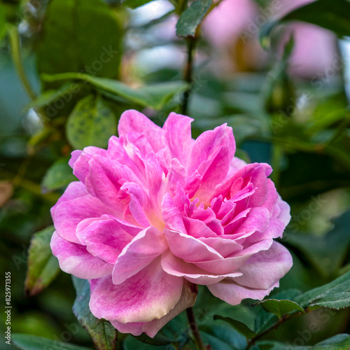 A bright pink rose flower closeup in a natural green garden background.