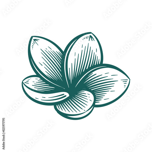 Hand Drawn Frangipani or Plumeria Flower, Floral Line Art Engraving Illustration