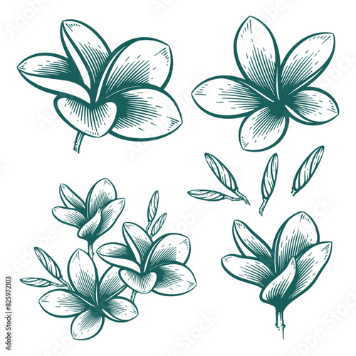 Hand Drawn Frangipani or Plumeria Flower, Floral Line Art Engraving Illustration