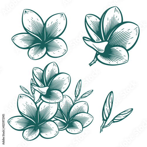 Hand Drawn Frangipani or Plumeria Flower, Floral Line Art Engraving Illustration