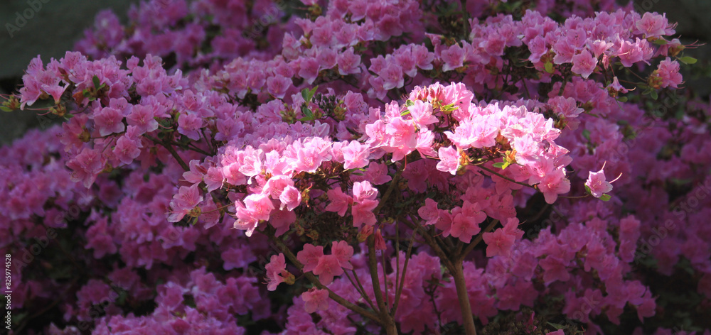 Fototapeta premium azalea flowers texture