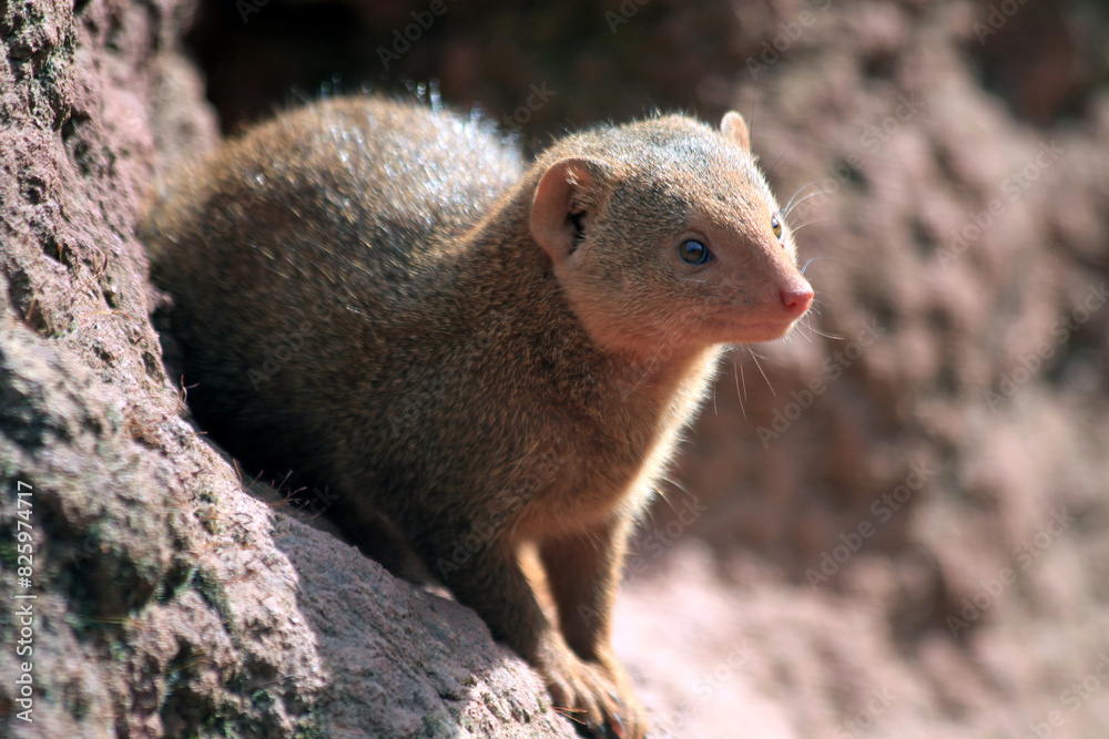 dwarf mongoose (Helogale parvula) dwarf mongoose (Helogale parvula)