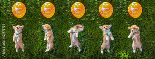 Welsh Corgi Pembroke puppy flies in a hot air balloon