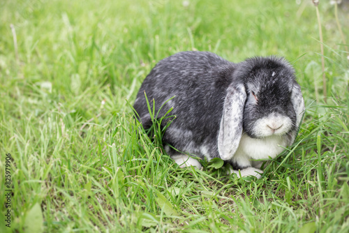 a rabbit sitting in a field of grass. Decorative  lop rabbit in a green meadow. horizontal photo 