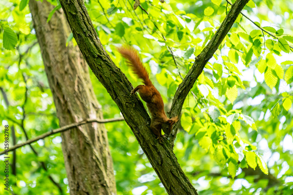 A squirrel in a green forest A squirrel in a green forest