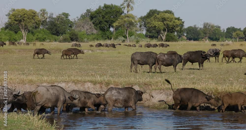Herd of Cape Buffalo with young calves crossing a river in the Okavango Delta Herd of Cape Buffalo with young calves crossing a river in the Okavango Delta