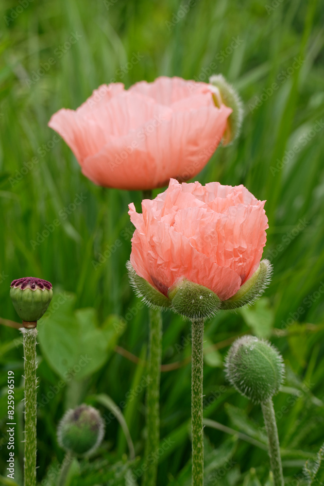 Pavot d'orient rose Pavot d'orient rose