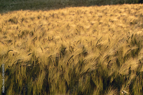 Εκτύπωση καμβά Grainfield at sunset with the sun behind it
