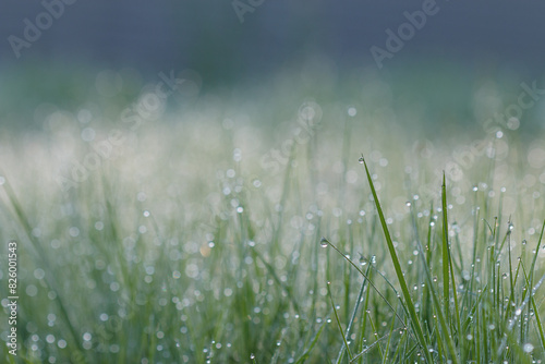 Morning dew on green grass with blurred bokeh background  © Alexandra Scotcher