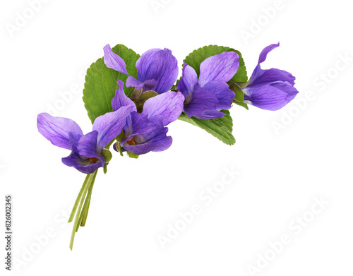 Viola flowers in a corner f...