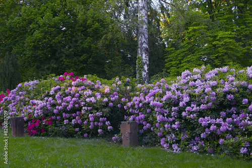 Wallpaper Mural Blühender Rhododendron im Park, mit Birke im Mai Torontodigital.ca