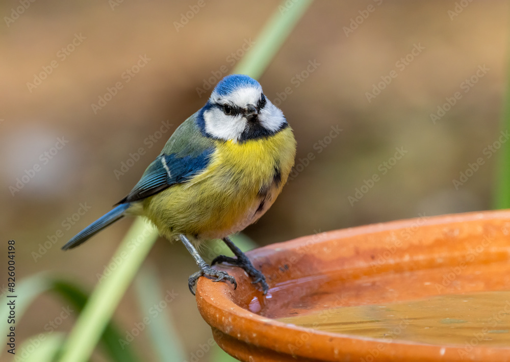 Obraz premium Thirsty little blue tit bird perched on the edge of a water dish